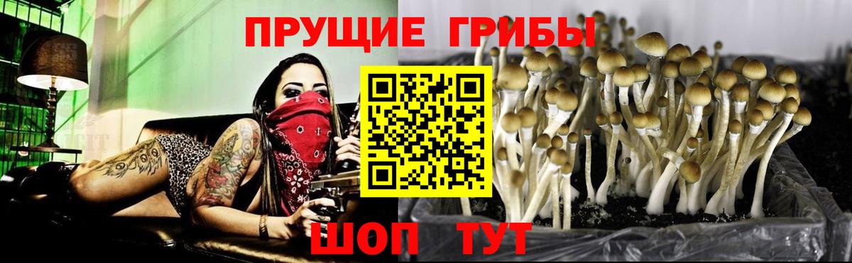 Лиски  Псилоцибиновые грибы Psilocybe  Вход с VPN 